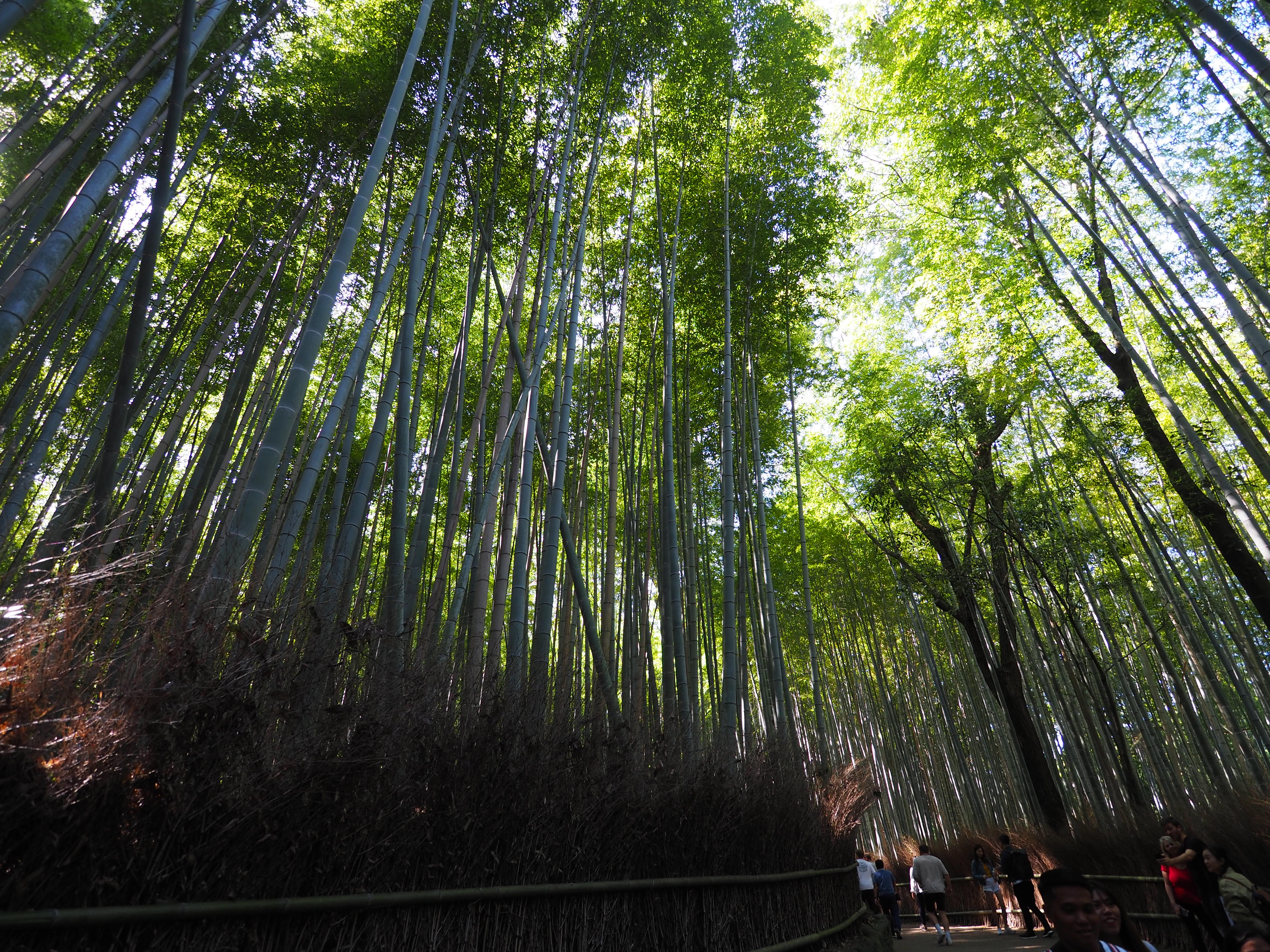 Bamboo Forest